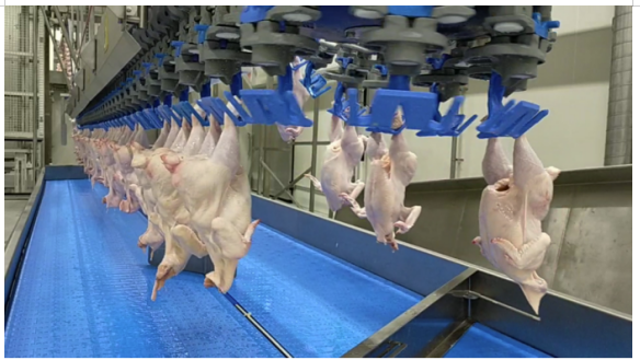 Industry Application: Empowering Meat Processing with 3D Line Laser Measuring Instrument & Non-Contact Surface Measurement